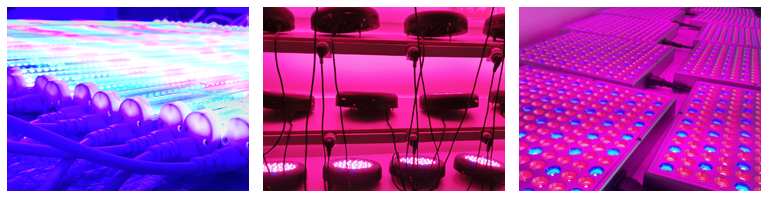 Febten Aging Department